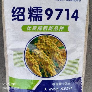 绍糯9714水稻种籽优质糯稻粘稻种常规粳稻种籽高产抗病大田精选种
