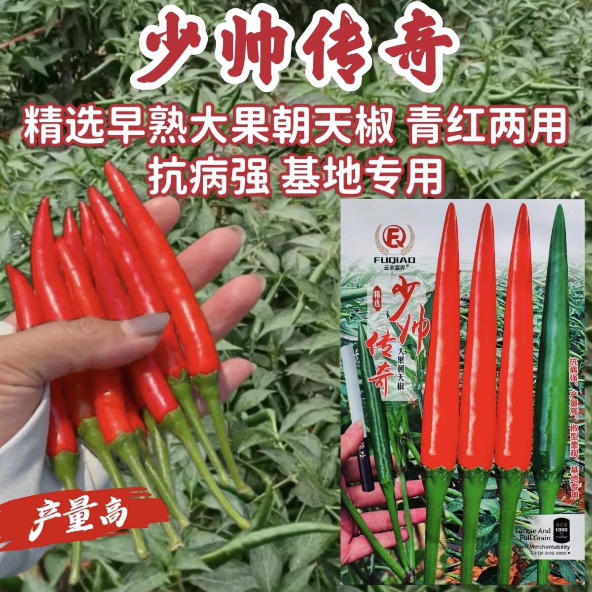 富乔少帅传奇朝天椒种子泰国早熟青红两用大果红色朝天椒种籽抗病