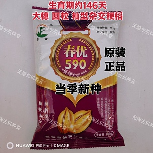 春优590杂交粳稻种子高产抗病优质水稻籼稻种籽圆粒大穗稻谷种孑