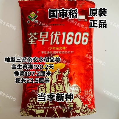 荃早优1606水稻种子杂交稻谷种籽籼稻种孑国审稻高产抗病长粒香米