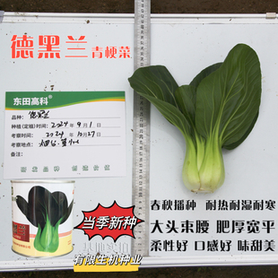 德黑兰青梗菜种子耐热耐湿四季播上海青绿梗蔬菜种籽基地苏州青