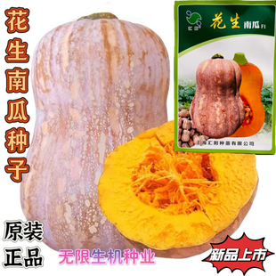 【今年新种】花生南瓜种子小南瓜种籽小型奶油蜜本南瓜籽春季瓜种