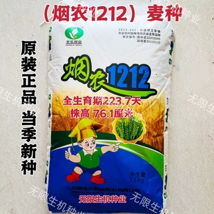 烟农1212小麦种子高产原种抗寒高筋矮杆耐阴雨优质原装大穗冬麦种
