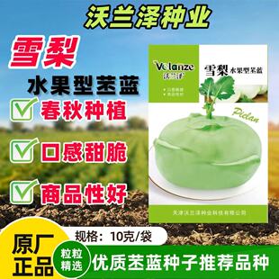雪梨水果苤兰种子天津水果青苤蓝种籽秋季甜脆早熟芥菜头菜果甘蓝