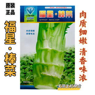 福星棒菜种子特大棒菜种籽四川芥菜笋青菜头笋子芥种籽耐寒秋季播
