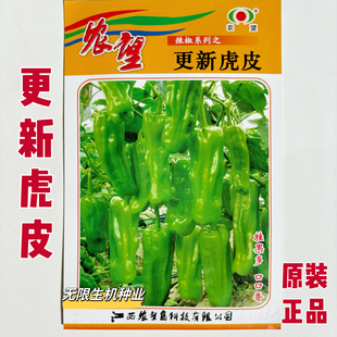 正品农望更新虎皮辣椒种子杂交泡椒种籽马嘴椒小灯笼形皱皮薄皮椒