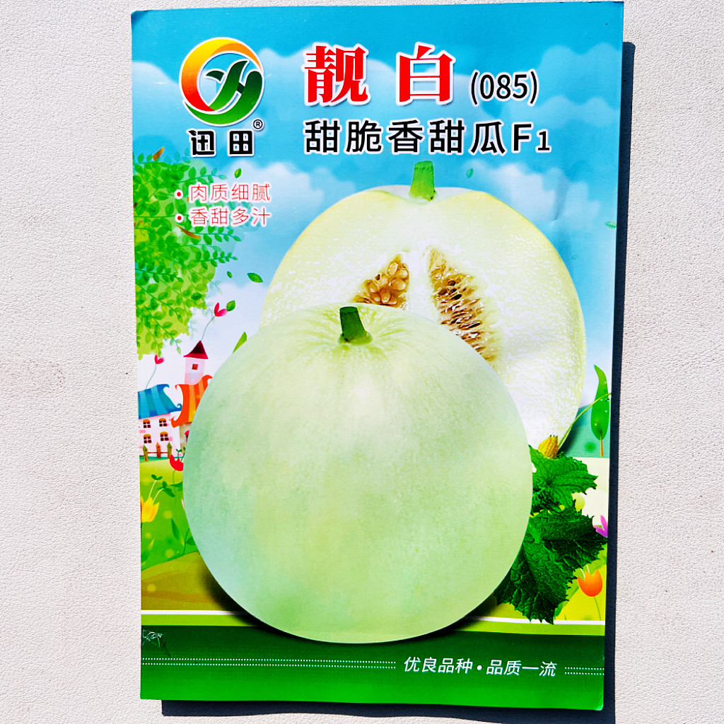 靓白085甜脆香甜瓜种子中熟甜瓜种果肉乳白色香甜果皮淡绿色香瓜