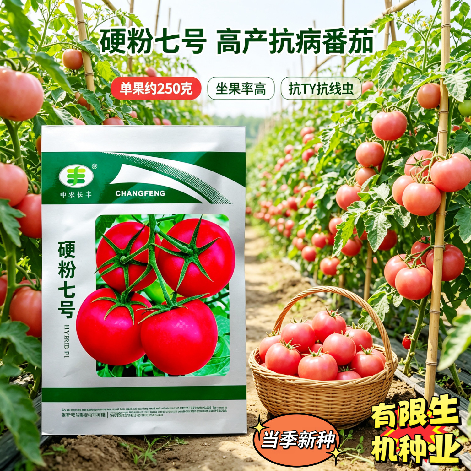 硬粉七号番茄种子籽 杂交粉果大果西红柿 耐热抗病越夏秋延种植