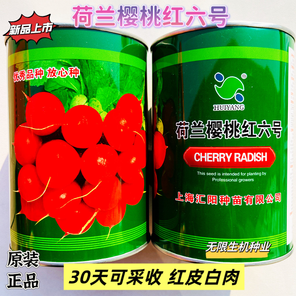 荷兰樱桃红六号红皮白肉樱桃萝卜种子四季阳台盆栽小萝卜蔬菜种籽