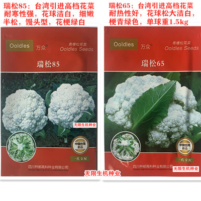 耐寒台湾秋冬季青梗松花菜