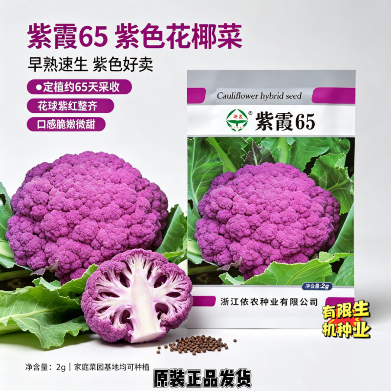 紫霞65紫色花椰菜种子 杂交一代紫花菜 花青素高 春秋播特色菜花