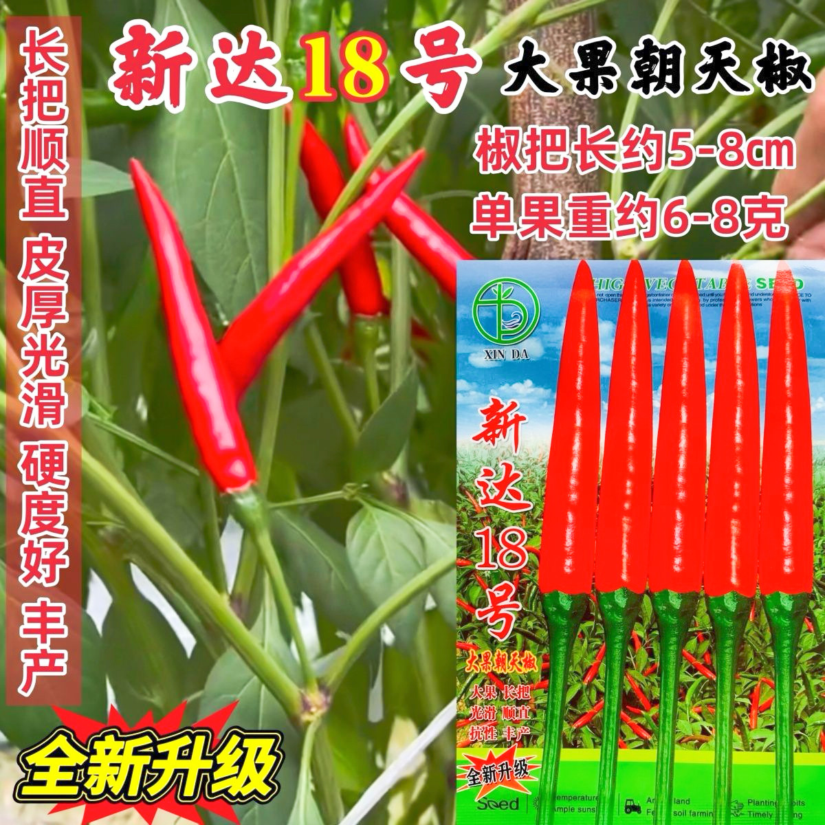 正品新达18号朝天椒种子鲜红油亮单生大果朝天椒种籽硬度好中晚熟