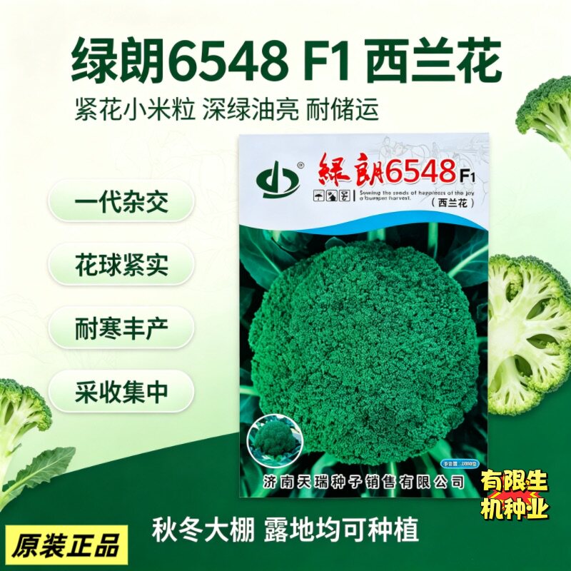 绿朗6548西蓝花种 小米粒花蕾不易散球 耐寒丰产适合规模化大田播