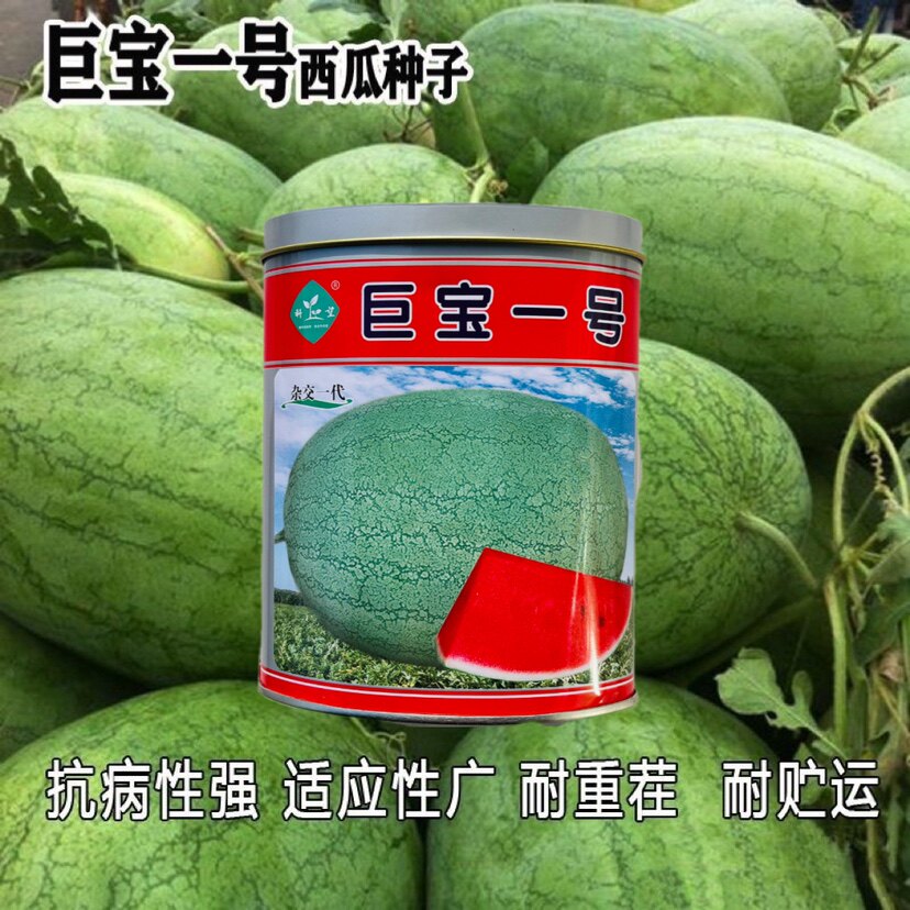 科望巨宝一号西瓜种子特大新红宝西瓜种籽绿皮大红瓤高产水果种孑