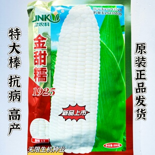 金甜糯1925白甜糯玉米种子国审大穗型矮杆甜糯可口苞米鲜食种子籽
