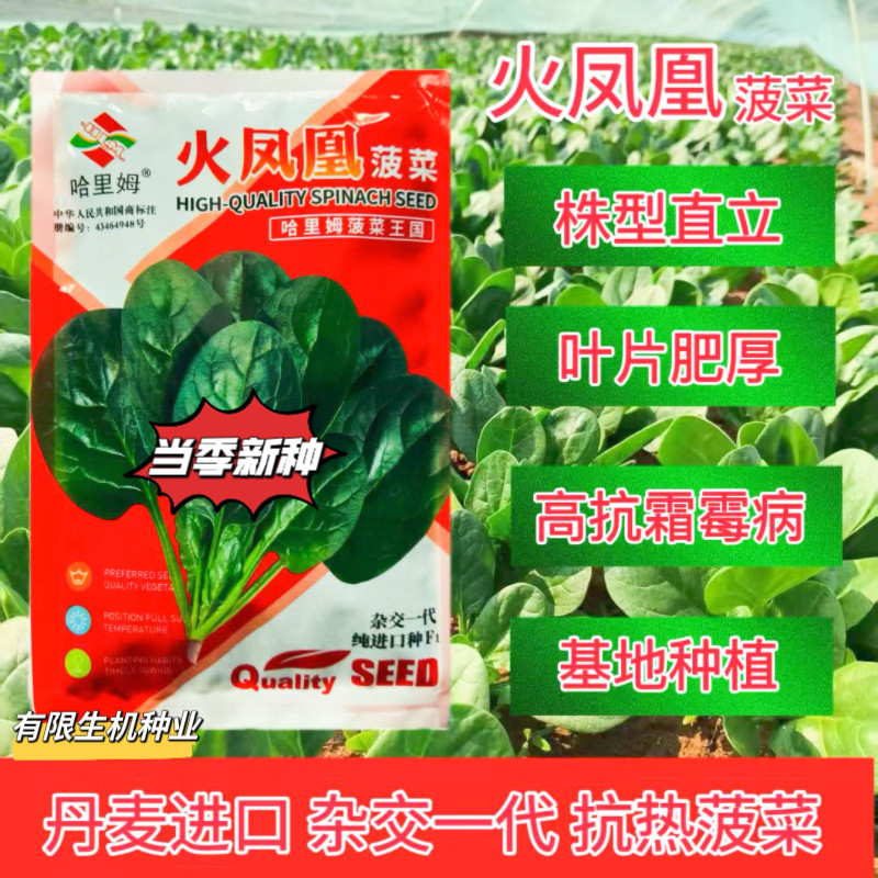 正品火凤凰耐热菠菜种子夏播抗高温油亮大叶抗病菠菜种籽蔬菜种孑