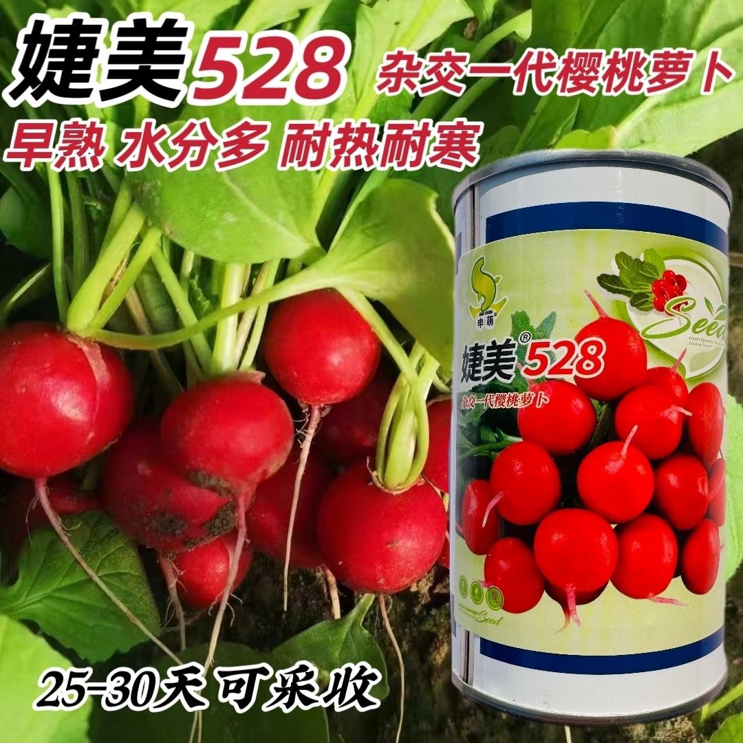 申萌婕美528樱桃萝卜种子早熟一代杂交圆形小萝卜籽红丁萝卜种籽
