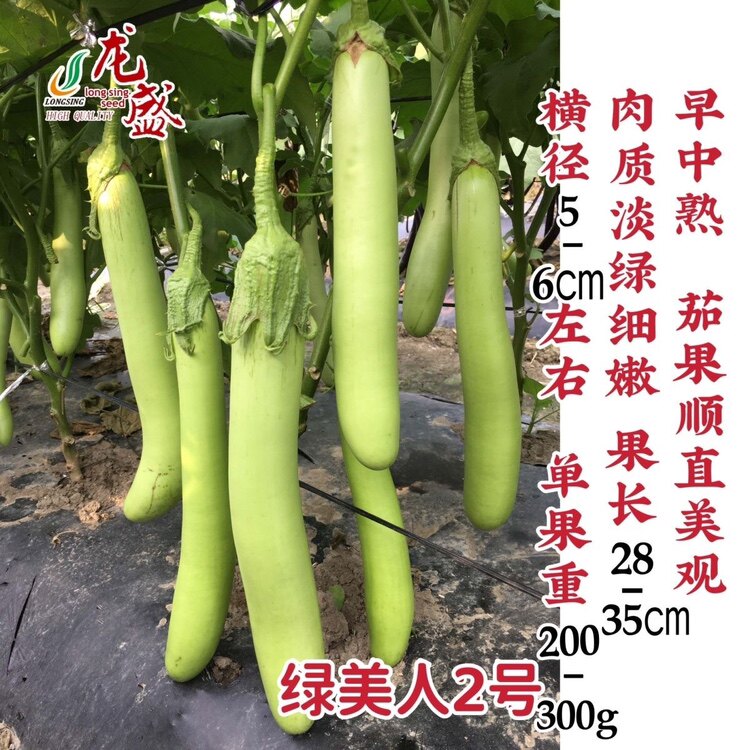 龙盛绿美人2号茄子种子肉淡绿绿萼绿色长茄籽春夏秋青线茄子种孑