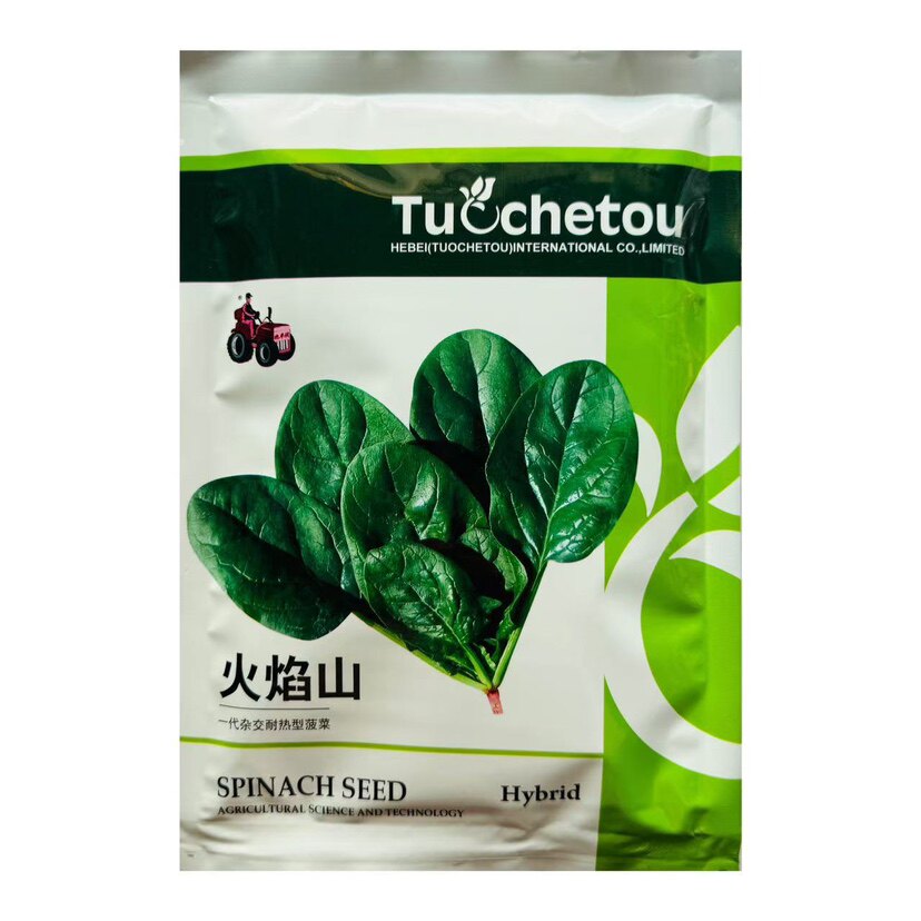 火焰山菠菜种子夏季耐热菠菜种子籽丹麦进口菠菜种籽抗热蔬菜种孑