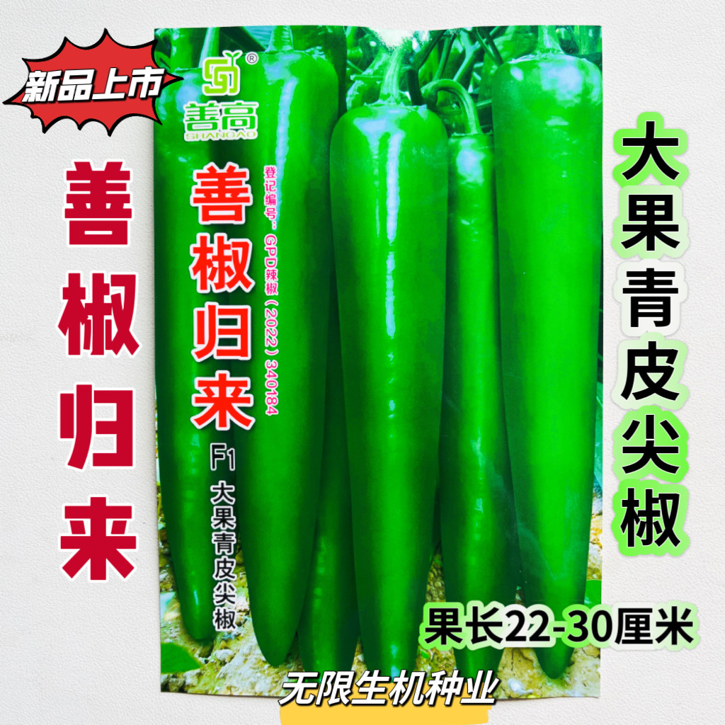 善椒归来大果青皮尖椒种子杂交早中熟牛角椒种籽香辣口感好春秋季