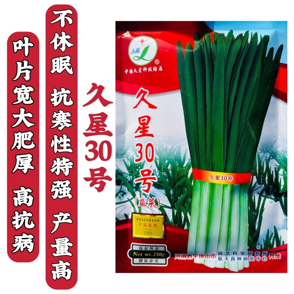 久星30号韭菜种子不休眠耐寒高产宽叶韭菜种籽特抗寒多年生蔬菜籽