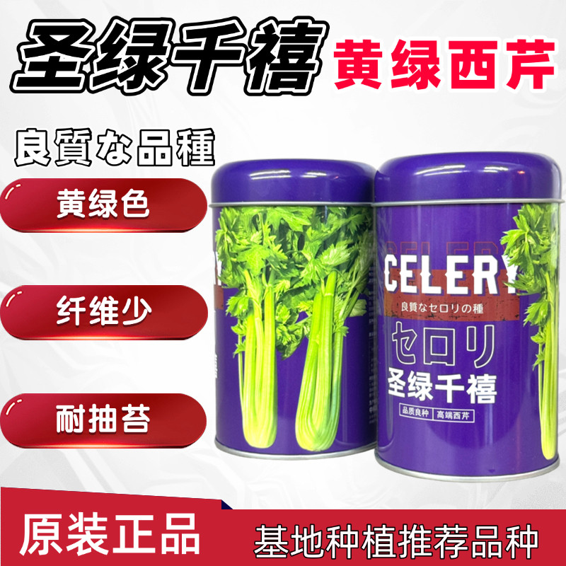 正品圣绿千禧西芹种子黄绿芹菜种子叶柄黄绿色纤维少耐低温耐抽苔