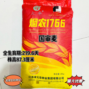 烟农1212小麦种子高产原种抗寒高筋矮杆耐阴雨优质原装大穗冬麦种