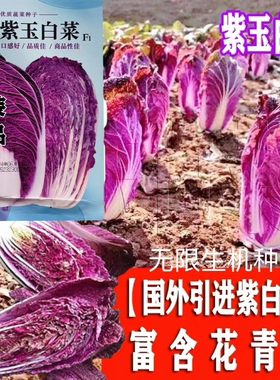 紫玉大白菜种子紫色大白菜种籽秋播耐寒抗病高产农家特色紫白菜孑