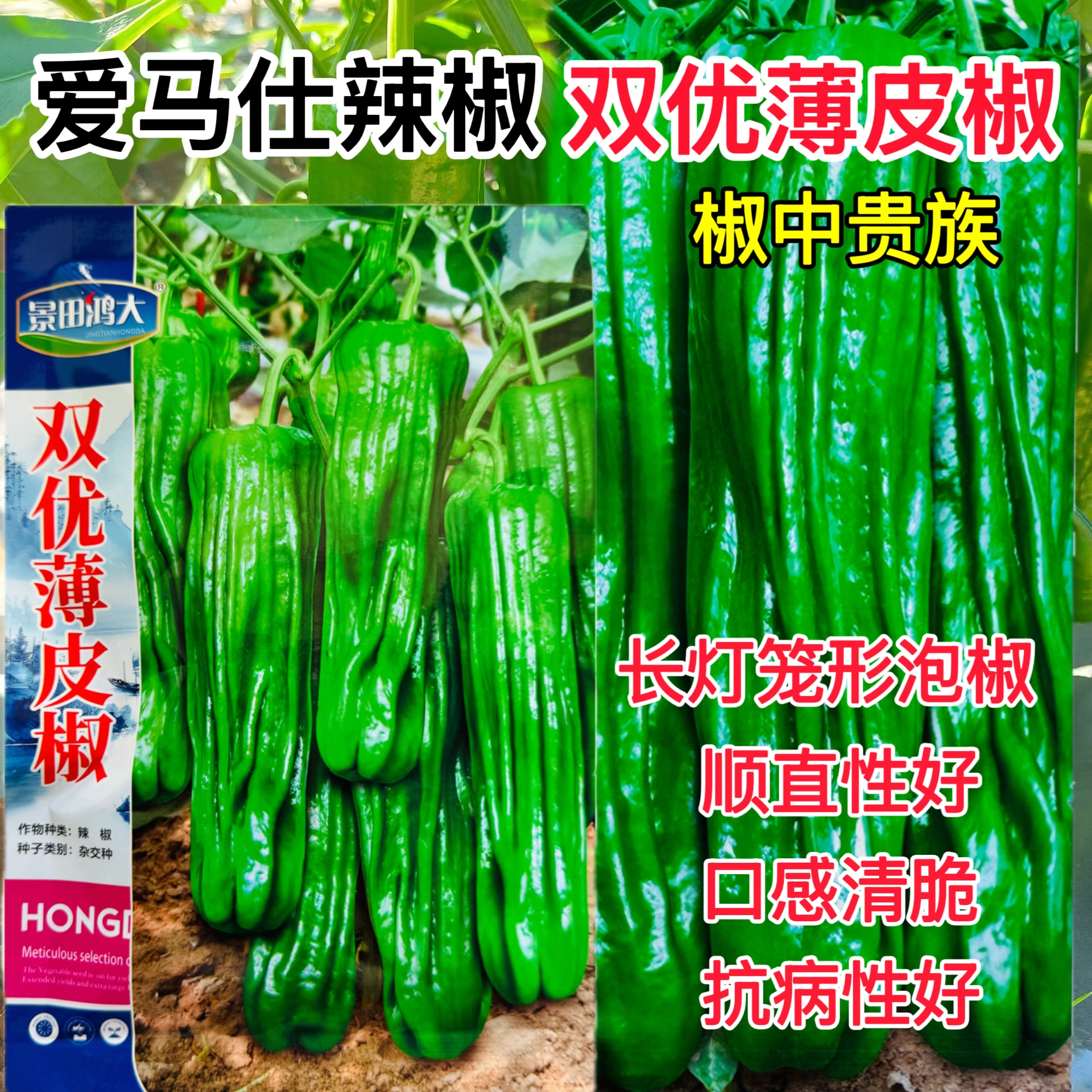 双优薄皮椒种子 长灯笼泡椒 杂交大果薄皮辣椒种籽 基地菜园种植