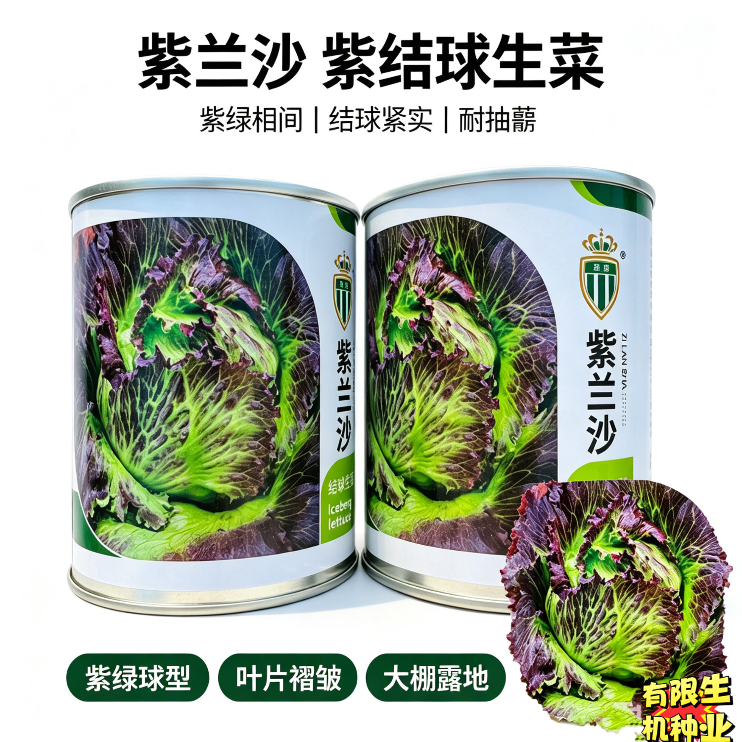紫兰沙紫结球生菜种子紫绿相间耐抽薹耐热耐湿球型生菜蔬菜种籽