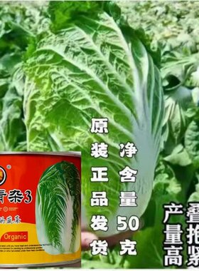 改良青杂3大白菜种子菜园农家秋季播蔬菜种籽辣白菜泡菜种孑正品
