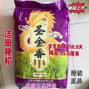 洁田稻种子圣金香粳稻种籽圆粒香米种子常规大田抗倒伏高产水稻种