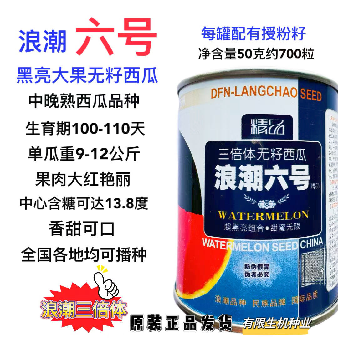 浪潮六号三倍体无籽西瓜种子果实圆形黑而光亮黑皮红瓤西瓜种籽