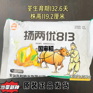 杨两优813国审杂交水稻种子高产抗病丰产性好一季中稻原装正品