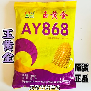 秋乐玉黄金AY868玉米种子高产抗病抗倒伏大棒饲料玉米种籽大田播