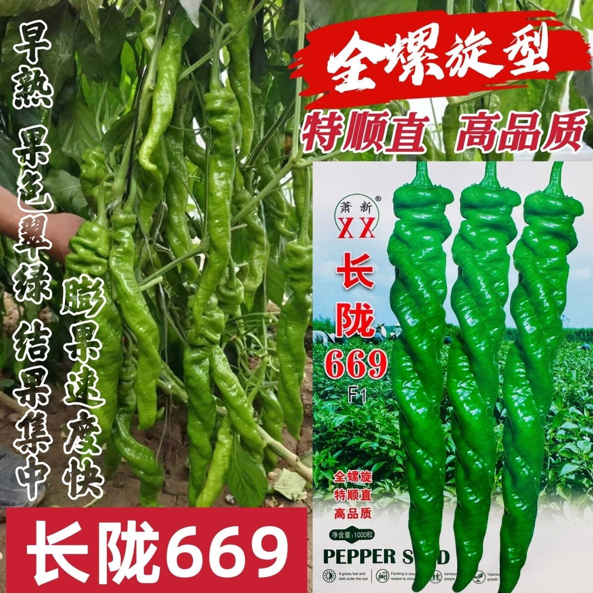 萧新大螺丝椒种子长陇669辣椒种籽香辣高产早熟抗病全螺旋陇椒种