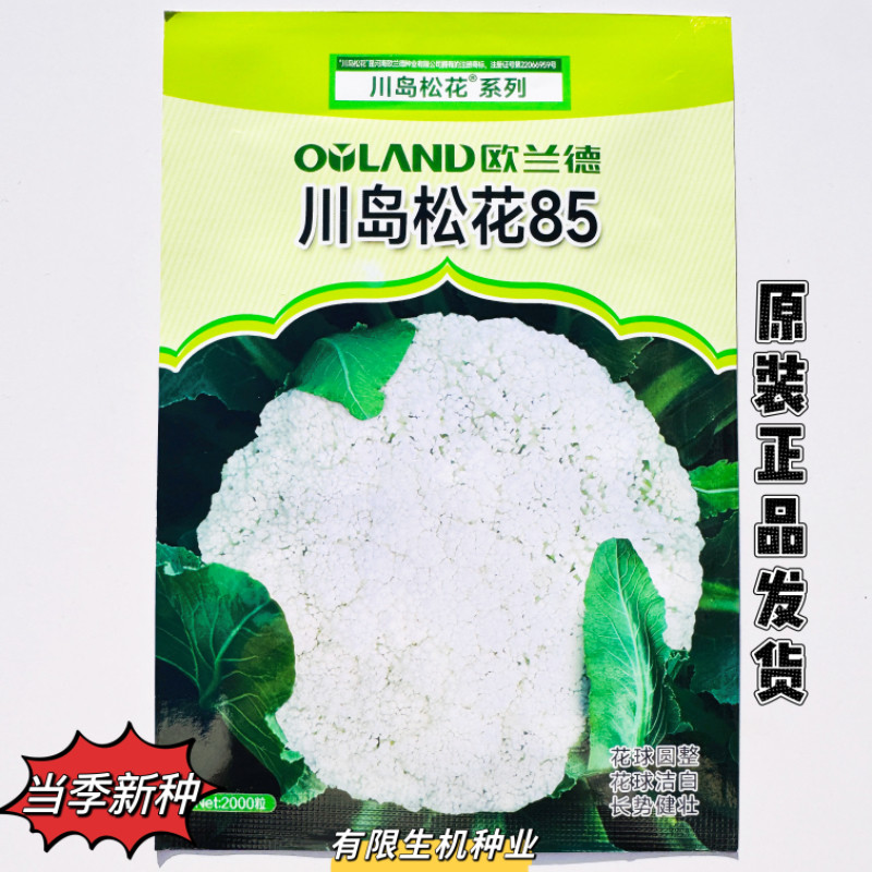 欧兰德川岛松花85天松花菜种子白玉青梗松花菜种籽白花菜种子高产