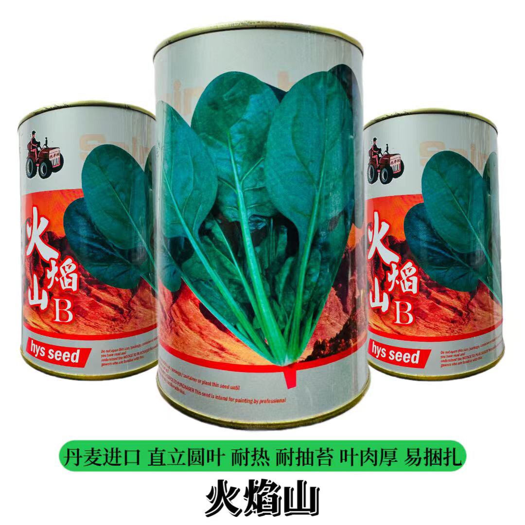 火焰山夏季耐热菠菜种子丹麦进口耐热菠菜种籽抗热蔬菜种孑正品