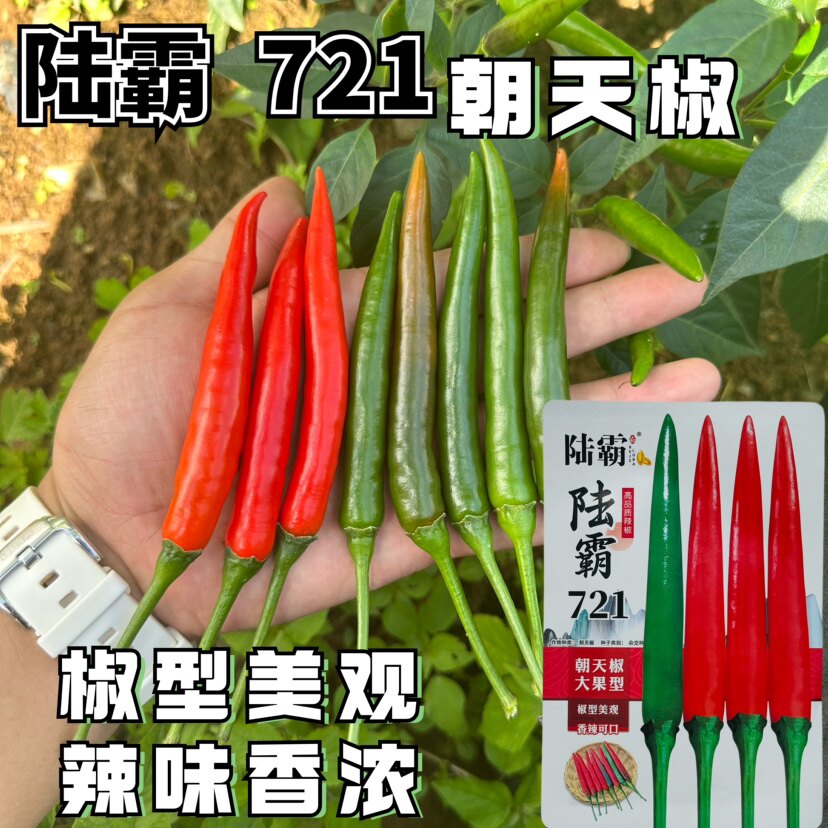 陆霸721朝天椒种子特大果抗病高产基地专用小米辣种子高产红尖椒
