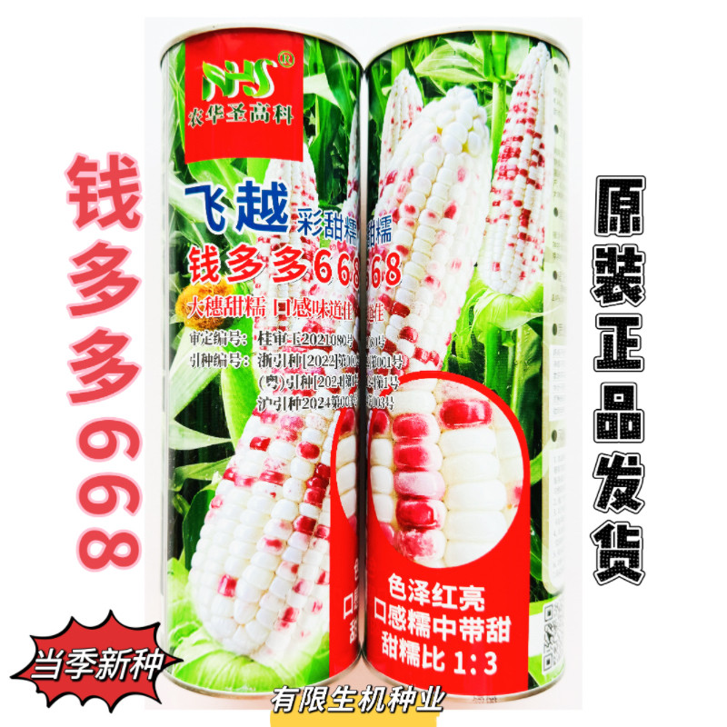 正品 钱多多668彩甜糯玉米种籽高产春季大田甜糯彩色花玉米种子孑