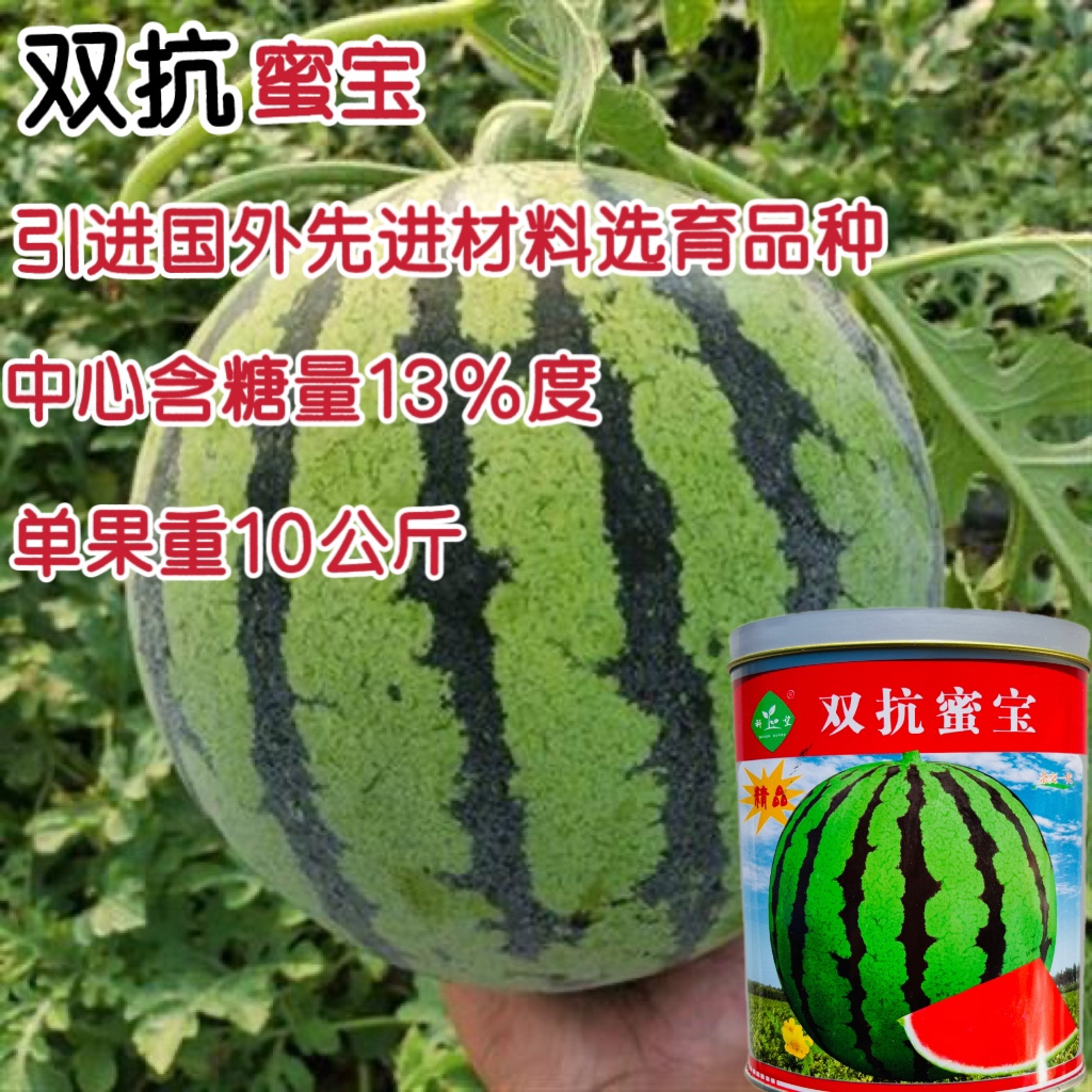 科乐双抗蜜宝西瓜种子高糖大果早熟高产抗病耐重茬农家春夏秋精选