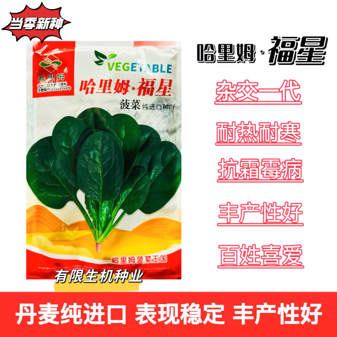 哈里姆福星进口菠菜种子杂交一代中早熟抗病耐热耐寒半圆叶菠菜籽
