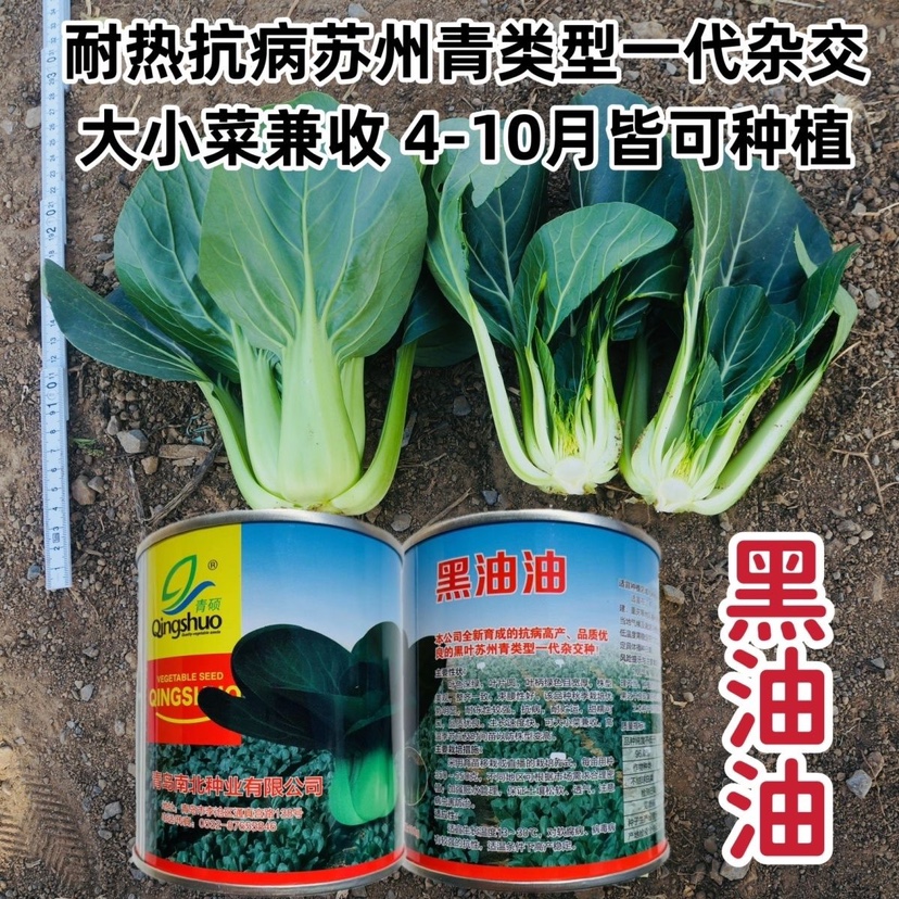 青硕黑油油青菜种子耐热抗病新育成矮箕苏州青种籽一代杂交青梗菜