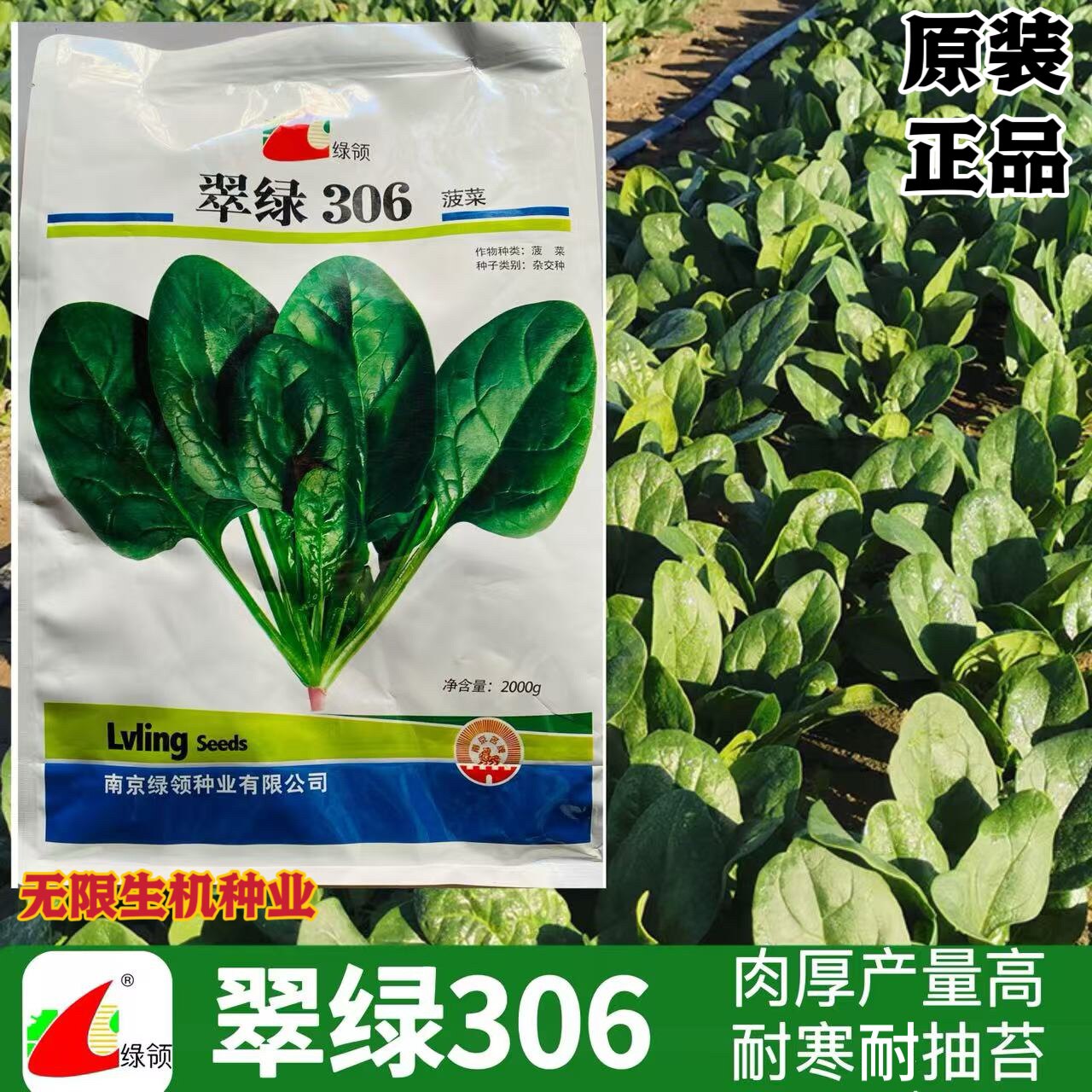 绿领翠绿306菠菜种子耐热耐寒高产大叶红根菠菜籽春夏秋大田专用
