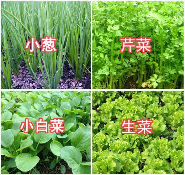 四季播蔬菜套餐种子小葱芹菜小白菜生菜香菜菠菜种籽阳台菜种孑_虎窝淘