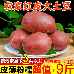 红皮大土豆云南马铃薯土豆种子丽江小洋芋现挖红皮黄心中果5/10斤