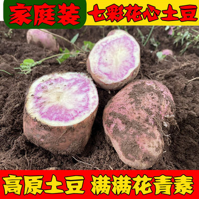 花心土豆云贵高原农家种植现挖