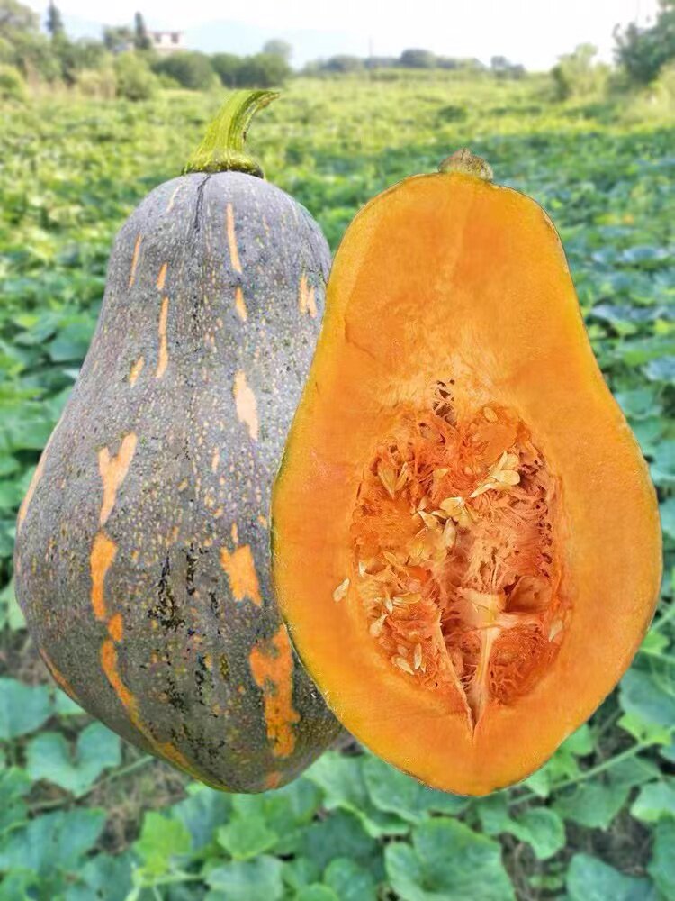 正宗香芋南瓜种籽子香甜软糯香芋味南瓜籽种春秋农家蔬菜种孑种子