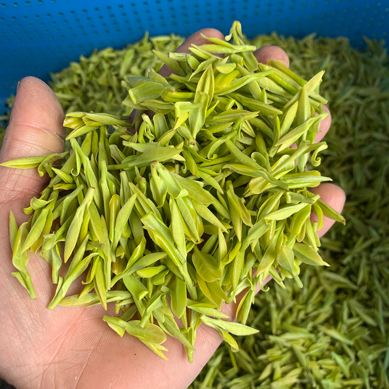 芯宝堂缙云黄茶2024新茶明前茶叶特级绿茶50g小包装春炒青黄芽茶