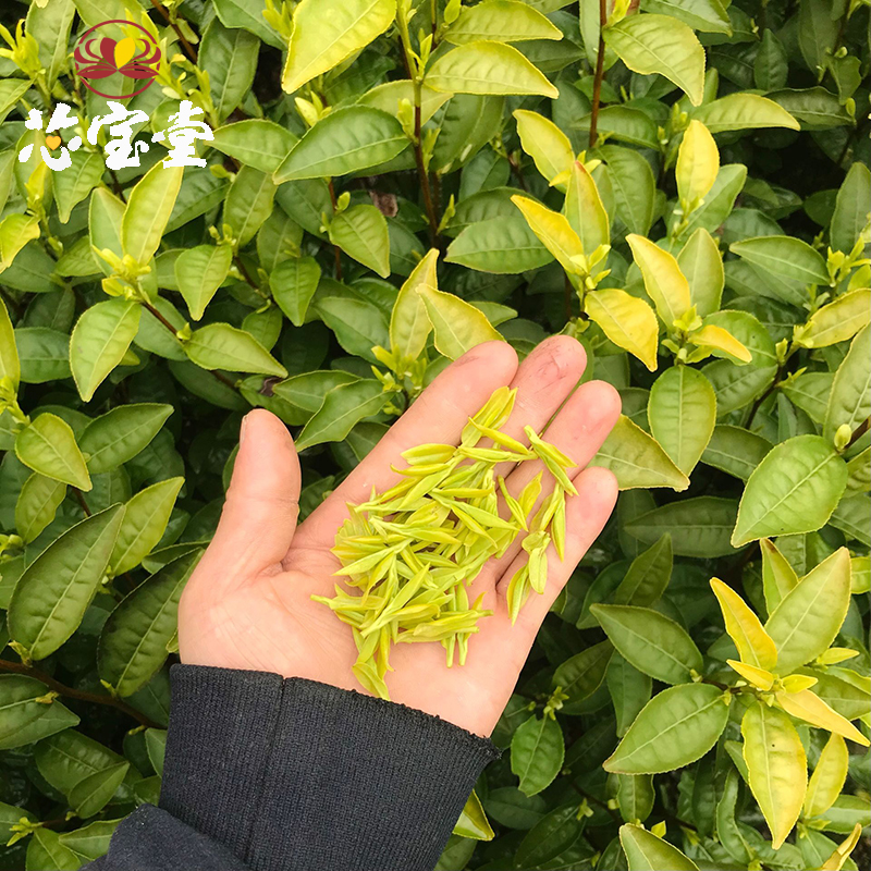 芯宝堂缙云黄茶2024新茶明前特级高山黄芽豆香散装茶叶炒青黄芽茶